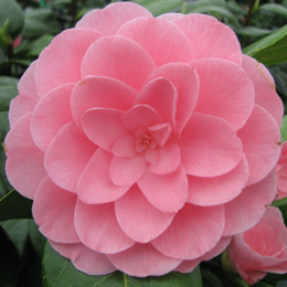 Japanese Camellia 'Nuccio's Cameo' - Camellia japonica 'Nuccio's Cameo'