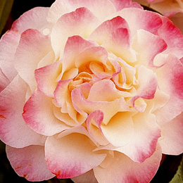 Japanese Camellia 'Nuccio's Jewel' - Camellia japonica 'Nuccio's Jewel'