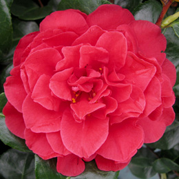 Japanese Camellia 'Tom Knudsen' - Camellia japonica 'Tom Knudsen'