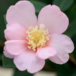 Christmas Camellia 'Plantation Pink' - Camellia sasanqua 'Plantation Pink'