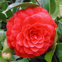 Japanese Camellia, Camellia japonica, Black Lace