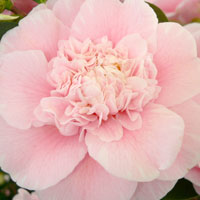 Japanese Camellia, Camellia japonica, Duchesse Decazes