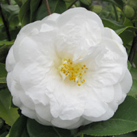 Japanese Camellia, Camellia japonica, Le Lys