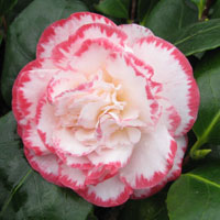 Japanese Camellia, Camellia japonica, Margaret Davis