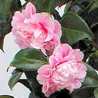 Japanese Camellia Marie le Menelec' - Camellia japonica 'Marie le Menelec'