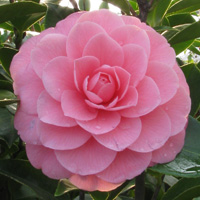 Japanese Camellia, Camellia japonica, Mrs Tingley