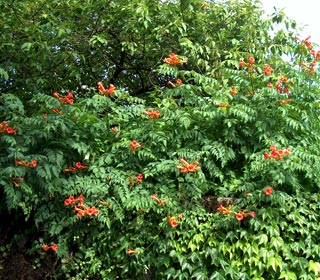 Trumpet Vine, Virginia Jasmine - Campsis radicans 'Atropurpurea'