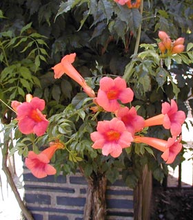 Trumpet Vine, Virginia Jasmine - Campsis radicans 'Atropurpurea'