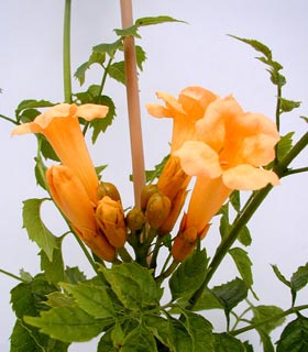 Trumpet Vine Indian Summer� - Campsis Indian Summer�