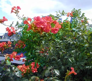 Trumpet Vine Stromboli - Campsis stromboli