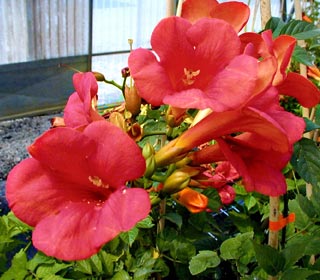 Trumpet Vine Stromboli - Campsis stromboli
