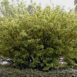 Siberian Pea Shrub - Caragana arborescens - caragana sibirica