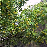 Siberian Pea Shrub - Caragana arborescens - caragana sibirica
