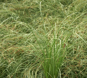 New Zealand Sedge 'Frosted Curls' - Carex comans 'Frosted Curls'