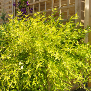 Bluebeard 'Worcester Gold' - Caryopteris x clandon 'Worcester Gold'