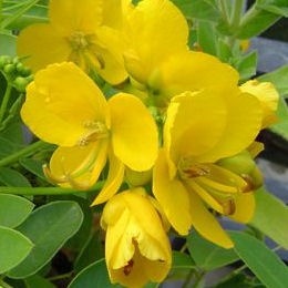 Smooth Cassia - Cassia floribunda