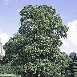 Sweet Chestnut - European Chestnut - Castanea sativa