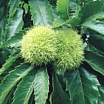 Sweet Chestnut - European Chestnut - Castanea sativa 