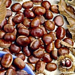 Sweet Chestnut - European Chestnut - Castanea sativa 
