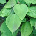 Southern Catalpa - Indian Bean Tree - Catalpa bignonioides - Foliage