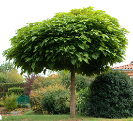 Globe Catalpa - Catalpa bungei