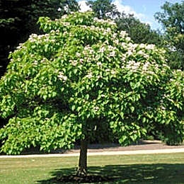 Southern Catalpa - Indian Bean Tree - Catalpa bignonioides