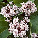 Southern Catalpa - Indian Bean Tree - Catalpa bignonioides