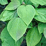 Southern Catalpa - Indian Bean Tree - Catalpa bignonioides
