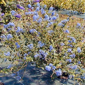 California lilac - Ceanothus burkwoodii
