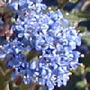 California lilac - Ceanothus burkwoodii