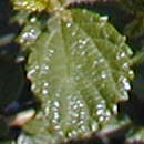 California lilac - Ceanothus burkwoodii