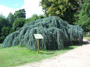 Weeping Blue Atlas Cedar - Cedrus atlantica Glauca Pendula