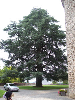 Atlas Cedar - Cedrus atlantica