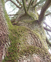 Atlas Cedar - Cedrus atlantica