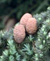 Atlas Cedar - Cedrus atlantica