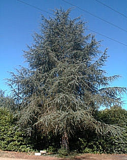 Atlas Cedar - Cedrus atlantica 