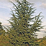 Atlas Cedar - Cedrus atlantica 