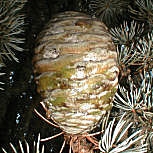 Atlas Cedar - Cedrus atlantica 