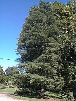 Himalayan Cedar  - Cedrus deodara