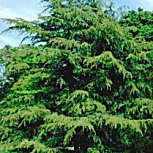 Himalayan Cedar  - Cedrus deodara