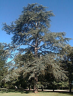 Lebanon Cedar - Cedar of Lebanon - Cedrus libani