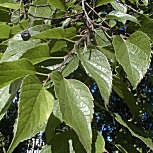 Nettle Tree - Hackberry - Celtis australis