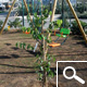 Judas tree - Cercis siliquastrum