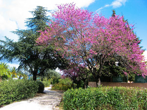 Judas tree - Cercis siliquastrum