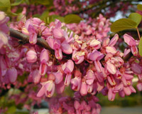 Judas tree - Cercis siliquastrum