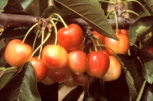 Cherry tree Bigarreau Napol�on
