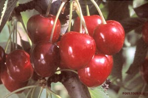 Cherry tree C&oelig;ur de pigeon