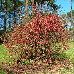 Japanese Flowering Quince - Chaenomeles japonica - pyrus japonica