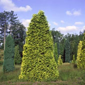Lawson Cypress - Chamaecyparis lawsoniana