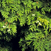 Lawson Cypress - Chamaecyparis lawsoniana